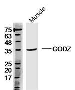 ZDHHC3 Antibody in Western Blot (WB)