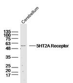 5HT2A Receptor/SR-2A Antibody in Western Blot (WB)