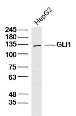 GLI1 Antibody in Western Blot (WB)