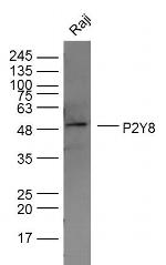 P2Y8 Antibody in Western Blot (WB)