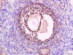 P2Y9 Antibody in Immunohistochemistry (Paraffin) (IHC (P))