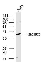 SLC35C2 Antibody in Western Blot (WB)