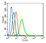 TRAF2 Antibody in Flow Cytometry (Flow)