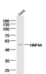 TRAF2 Antibody in Western Blot (WB)