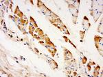 TXLNB Antibody in Immunohistochemistry (Paraffin) (IHC (P))