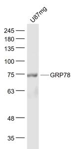 GRP78 Antibody in Western Blot (WB)