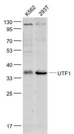 UTF1 Antibody in Western Blot (WB)