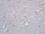 TBX6 Antibody in Immunohistochemistry (Paraffin) (IHC (P))