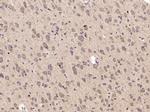 ABCG1 Antibody in Immunohistochemistry (Paraffin) (IHC (P))