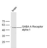 GABA A Receptor alpha 1 Antibody in Western Blot (WB)