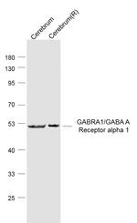 GABA A Receptor alpha 1 Antibody in Western Blot (WB)