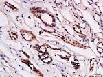 STRA6 Antibody in Immunohistochemistry (Paraffin) (IHC (P))