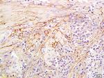 Hyaluronidase-1 Antibody in Immunohistochemistry (Paraffin) (IHC (P))