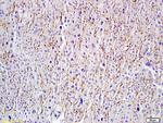 Hyaluronidase-1 Antibody in Immunohistochemistry (Paraffin) (IHC (P))