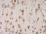 Fibromodulin Antibody in Immunohistochemistry (Paraffin) (IHC (P))