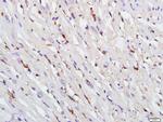 TAZ Antibody in Immunohistochemistry (Paraffin) (IHC (P))