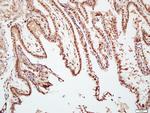 TAZ Antibody in Immunohistochemistry (Paraffin) (IHC (P))