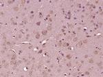 MAPK6/ERK3 Antibody in Immunohistochemistry (Paraffin) (IHC (P))