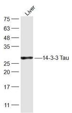 14-3-3 theta Antibody in Western Blot (WB)