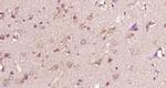 14-3-3 beta Antibody in Immunohistochemistry (Paraffin) (IHC (P))