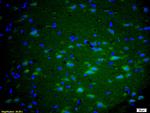 mGluR5 Antibody in Immunohistochemistry (Paraffin) (IHC (P))