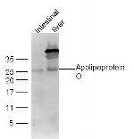 Apolipoprotein O Antibody in Western Blot (WB)