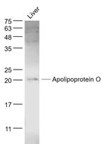 Apolipoprotein O Antibody in Western Blot (WB)