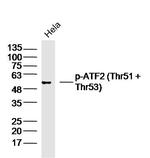 Phospho-ATF2 (Thr51, Thr53) Antibody in Western Blot (WB)