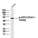 Phospho-ATF2 (Thr51, Thr53) Antibody in Western Blot (WB)