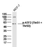 Phospho-ATF2 (Thr51, Thr53) Antibody in Western Blot (WB)