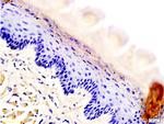 AQP3 Antibody in Immunohistochemistry (Paraffin) (IHC (P))