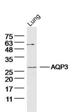 AQP3 Antibody in Western Blot (WB)
