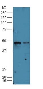 B7-H6 Antibody in Western Blot (WB)