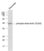 Phospho-Actin (Tyr53) Antibody in Western Blot (WB)