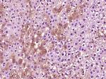 PEX14 Antibody in Immunohistochemistry (Paraffin) (IHC (P))