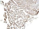 Connexin-36 Antibody in Immunohistochemistry (Paraffin) (IHC (P))