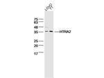 HtrA2/Omi Antibody in Western Blot (WB)