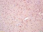 CNTF Antibody in Immunohistochemistry (Paraffin) (IHC (P))