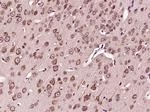 VPS33B Antibody in Immunohistochemistry (Paraffin) (IHC (P))