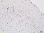 8-OHdG/8 Hydroxyguanosine Antibody in Immunohistochemistry (Paraffin) (IHC (P))