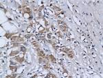 ETS1 Antibody in Immunohistochemistry (Paraffin) (IHC (P))