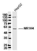 Bile Acid Receptor NR1H4 Antibody in Western Blot (WB)