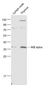 NFKBIA/IKB alpha Antibody in Western Blot (WB)