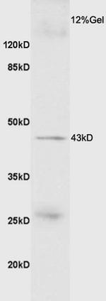 GDF8/MSTN Antibody in Western Blot (WB)