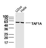 TAF1A Antibody in Western Blot (WB)