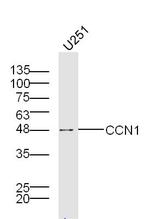 Cyr61 Antibody in Western Blot (WB)