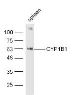 CYP1B1 Antibody in Western Blot (WB)