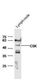 CSK Antibody in Western Blot (WB)