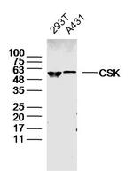 CSK Antibody in Western Blot (WB)