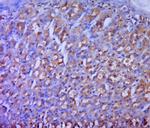 ODC Antibody in Immunohistochemistry (Paraffin) (IHC (P))